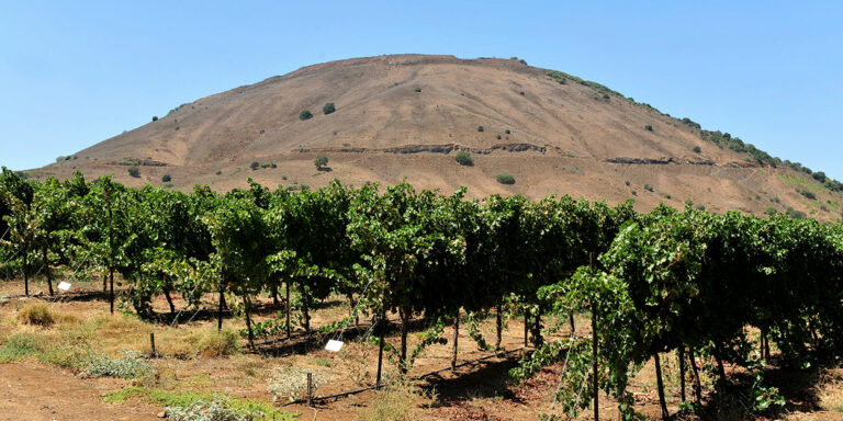 wine-wein-israel-tasting