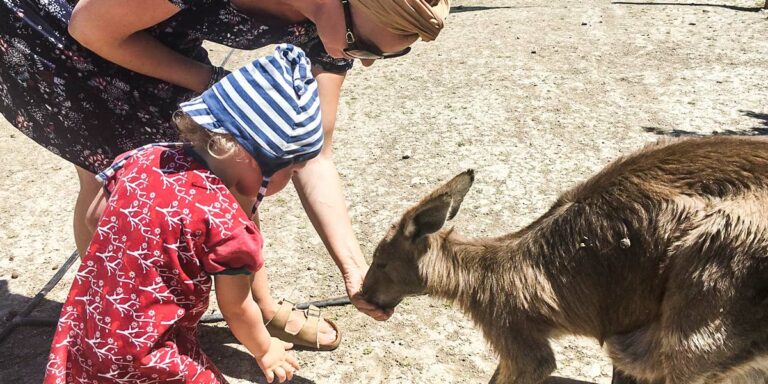 kangaroo-beit-alpha-gilboa-passion-tierpark-israel