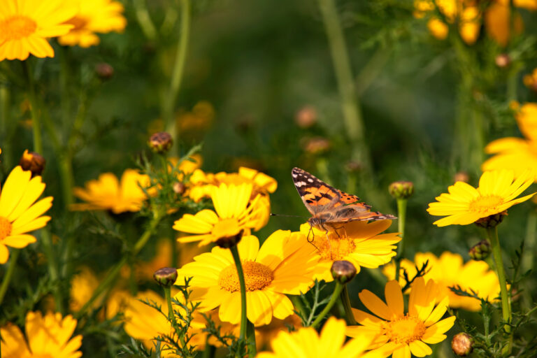 schmertterlinge-israel-butterflies-gilboa-passion