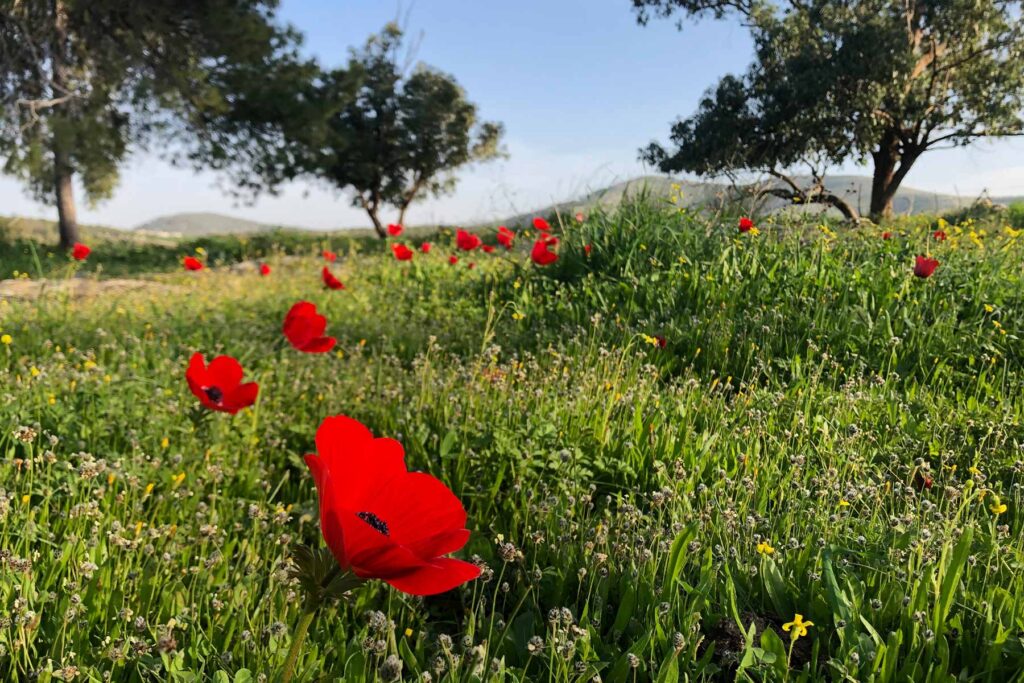 Frühlingswiese im Gilboa Israel - Ruhe im Krieg?