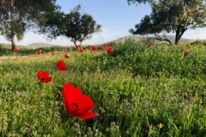 Spring meadow in Gilboa Israel - peace in war?