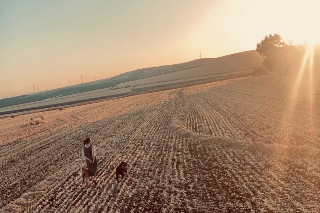 Titelbild blog alex funk israel - Sehnsucht. Spaziergang übers feld
